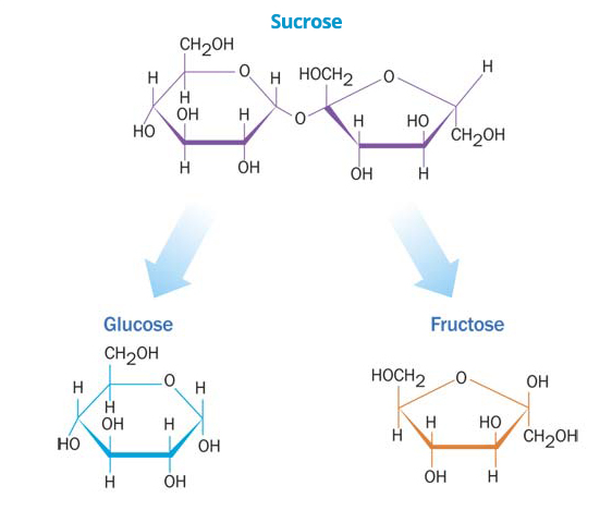 Sucrose cannot be absorbed in its native form and is useless as an energy s...